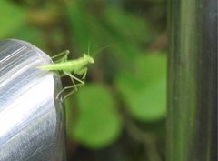 Tropidomantis gressitti