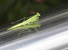 Tropidomantis gressitti