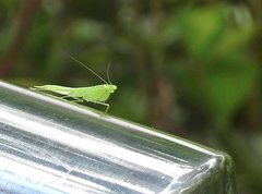 Tropidomantis gressitti