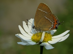 Satyrium prunoides