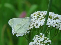Dismorphiinae