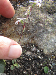 Disa obliqua clavigera
