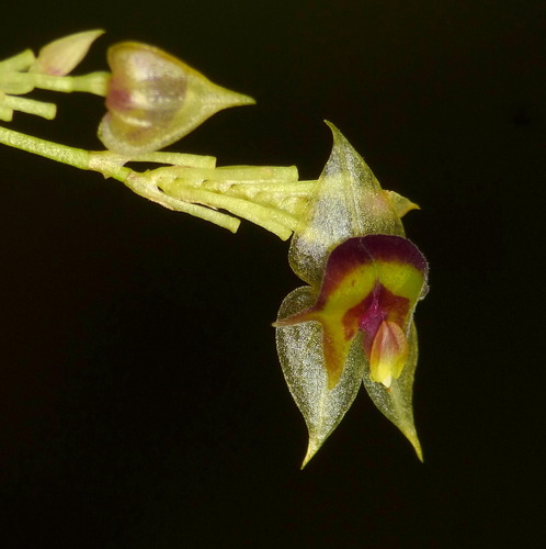 Agglutinata Orchid