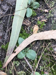 Pterostylis concinna