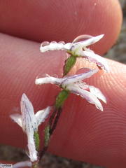 Disa obliqua clavigera