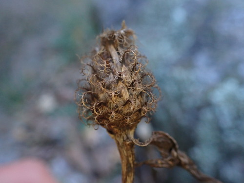 Image of Centaurea pectinata by (c) Franck Cabot, some rights reserved (CC BY)