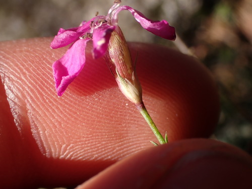 Image of Dianthus graniticus by (c) Franck Cabot, some rights reserved (CC BY)