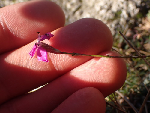 Dianthus graniticus, photograph 6