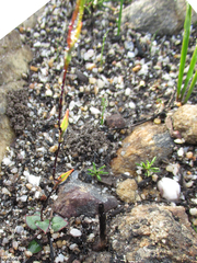Disa obliqua clavigera