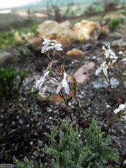 Disa obliqua clavigera