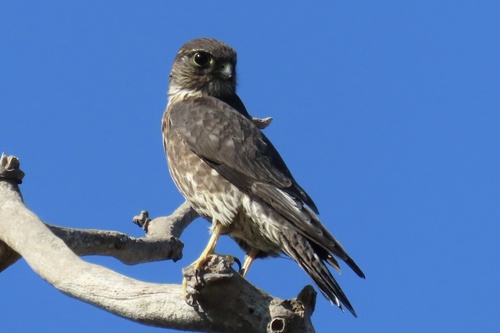 iNaturalist observation photo of Merlin