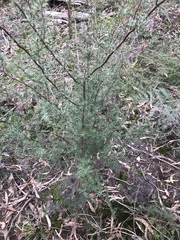 Kunzea leptospermoides