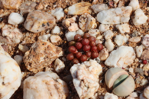 Image of Oophytum nanum by (c) Tony Rebelo, some rights reserved (CC BY-SA)