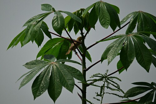Cassava