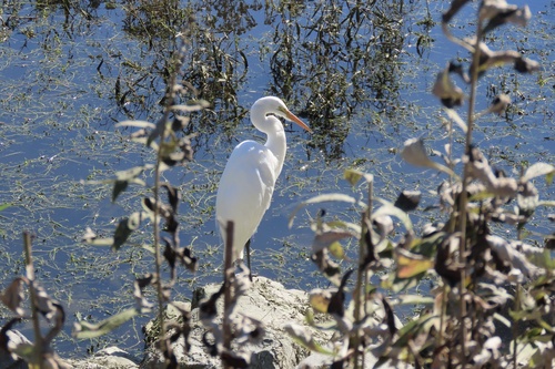 iNaturalist observation photo of Great Egret
