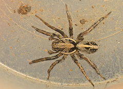 Artoriopsis