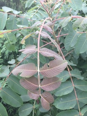 Rhus chinensis