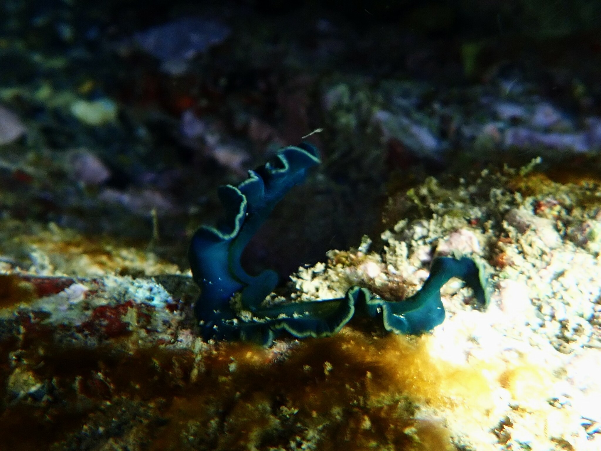 Bonellia viridis Rolando, 1822