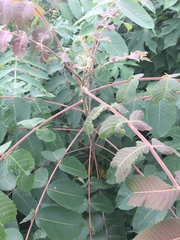 Rhus chinensis