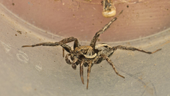 Artoriopsis