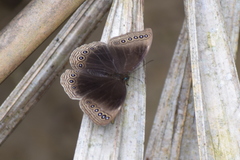 Ethope himachala