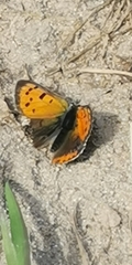 Lycaena phlaeas
