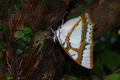 Polyura weismanni