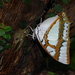 Polyura weismanni - Photo (c) Takaaki Hattori, some rights reserved (CC BY), uploaded by Takaaki Hattori