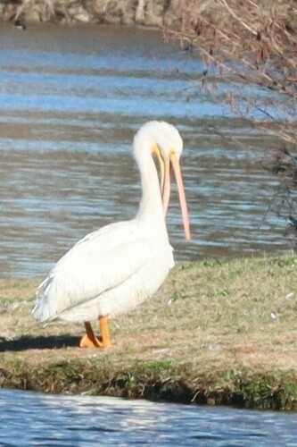 American White Pelican photographed in Louisiana