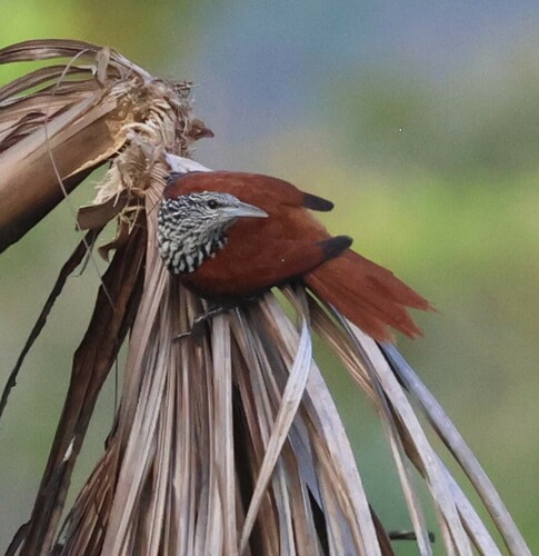 Point-tailed Palmcreeper (Berlepschia rikeri), photo 4