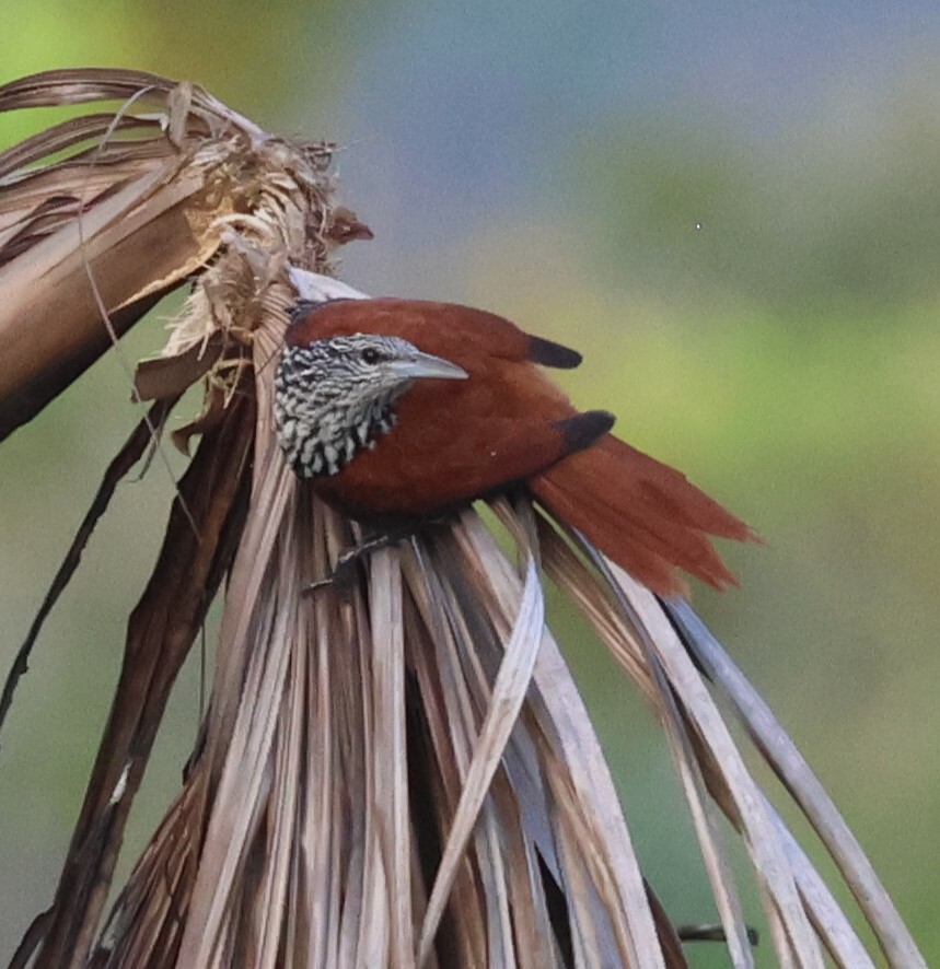 Point-tailed Palmcreeper (Berlepschia rikeri), photo 5