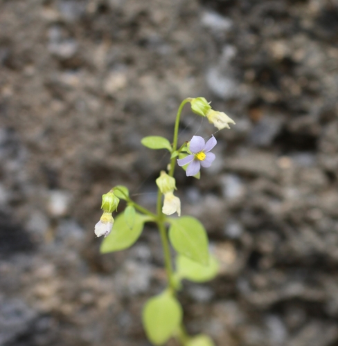 Exacum arabicum