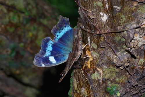 Blue Admiral