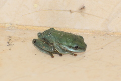Hyla annectans