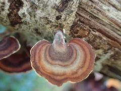 Microporus affinis