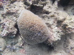 Physogyra lichtensteini