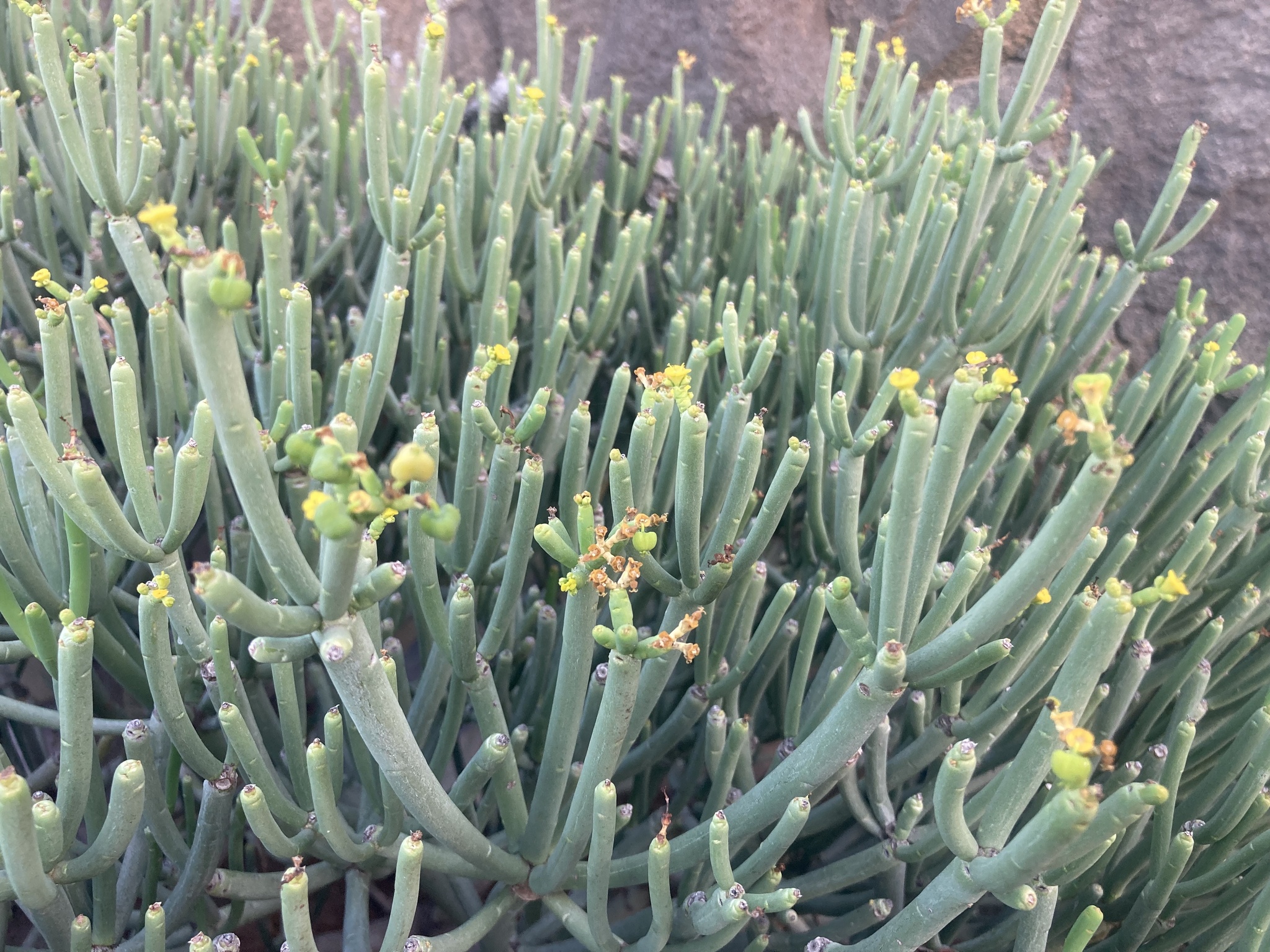 Euphorbia aphylla