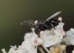 Eurytominae