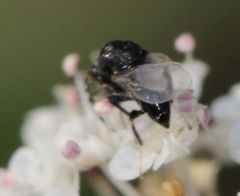 Eurytominae
