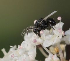 Eurytominae