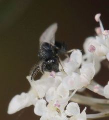 Eurytominae