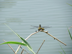 Sinictinogomphus clavatus