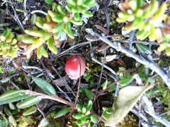 Vaccinium microcarpum