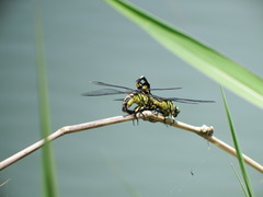 Sinictinogomphus clavatus