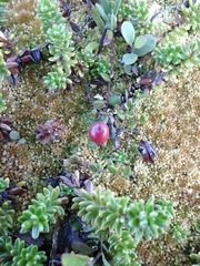 Vaccinium microcarpum