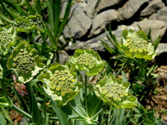 Bupleurum stellatum