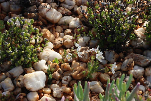 Image of Pelargonium quarciticola by (c) Tony Rebelo, some rights reserved (CC BY-SA)