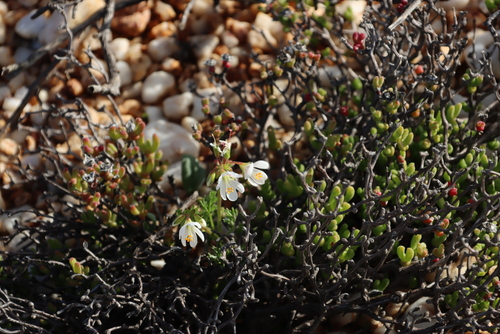 Image of Pelargonium quarciticola by (c) Tony Rebelo, some rights reserved (CC BY-SA)