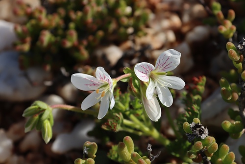 Quartz Storksbill (Pelargonium quarciticola)