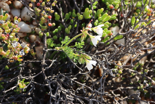 Image of Pelargonium quarciticola by (c) Tony Rebelo, some rights reserved (CC BY-SA)
